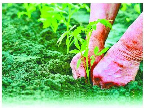 6.70 lakh saplings will be planted on July 18