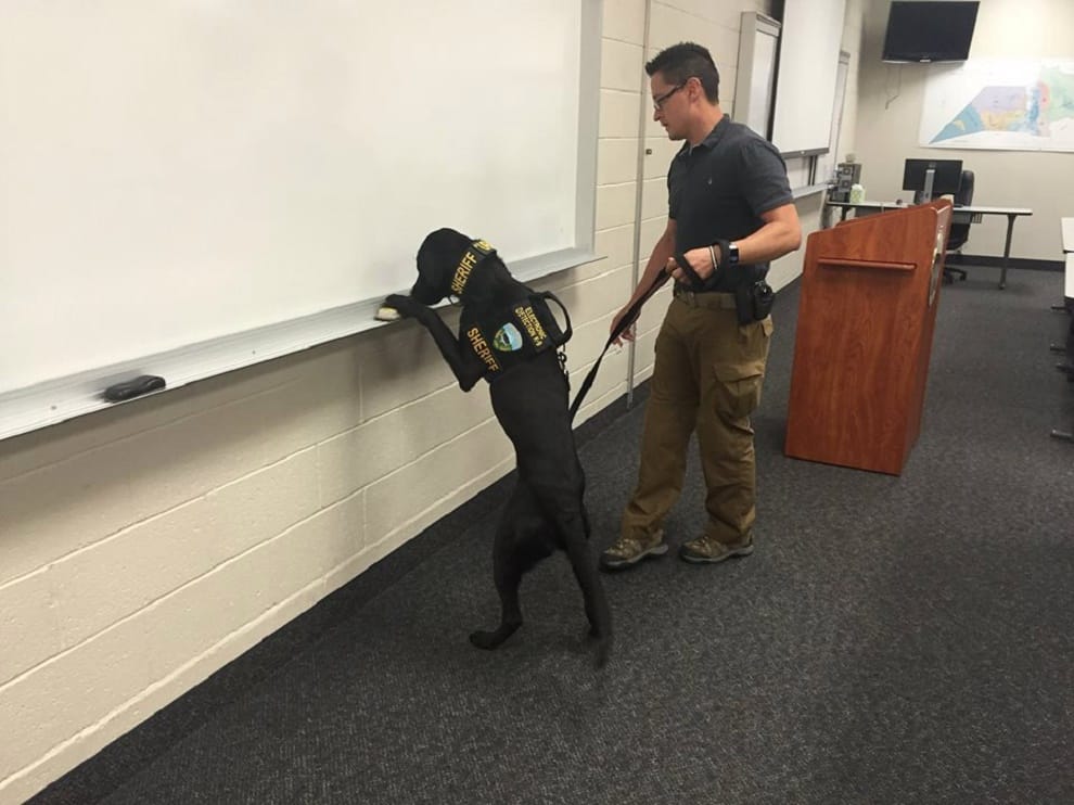 dogs who are trained to sniff hard drives 