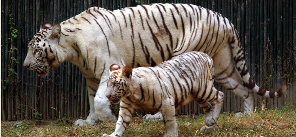 poaching big reason behind tigers death 