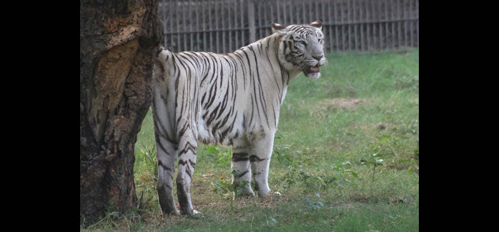after a year and a meet white Tiger vijay and kalpna