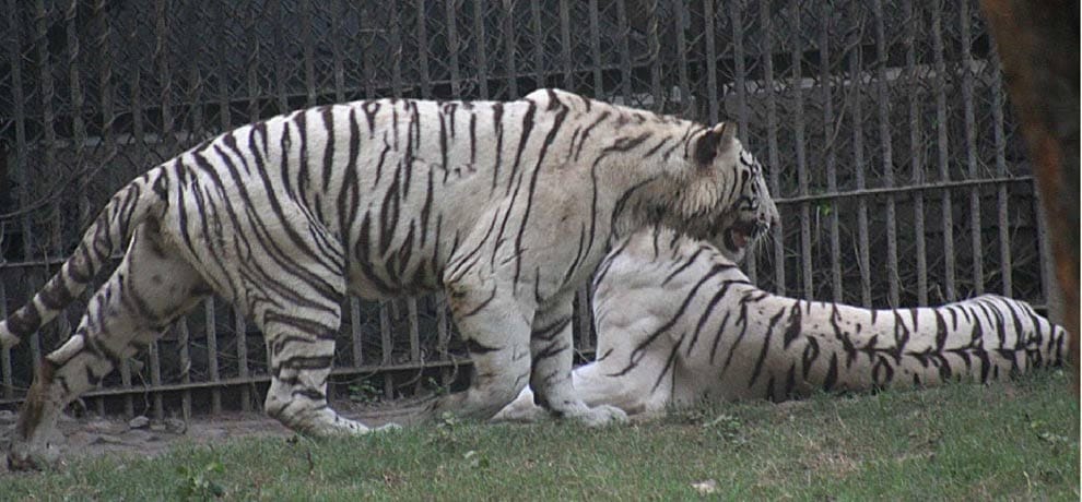 after a year and a meet white Tiger vijay and kalpna