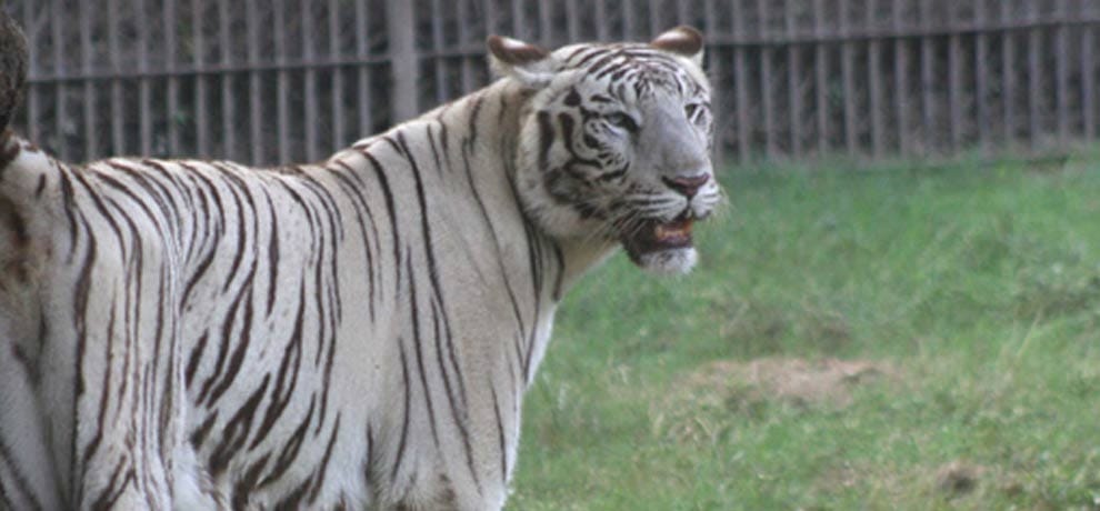after a year and a meet white Tiger vijay and kalpna