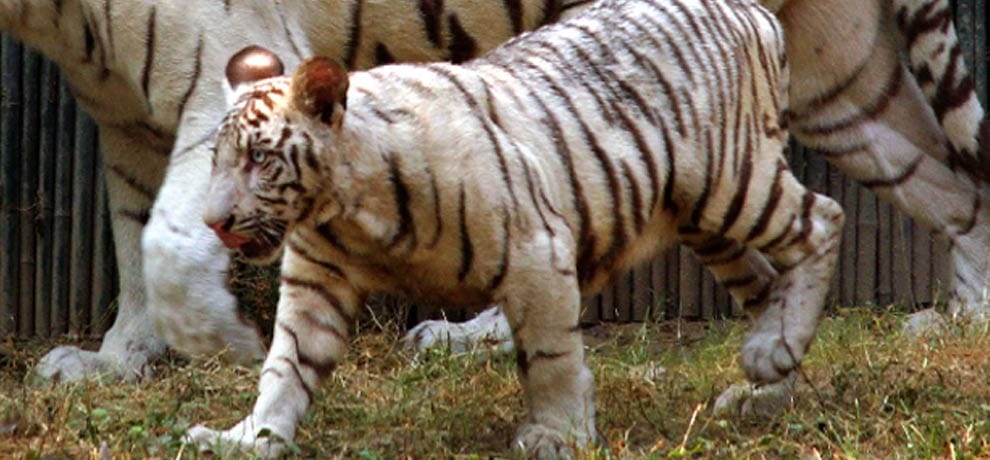 after a year and a meet white Tiger vijay and kalpna
