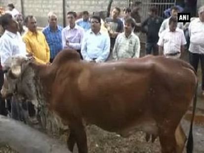 Cow now urinates gold! Yes you read it right