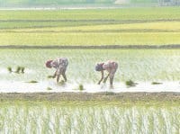 agricalture, rice, poilet project, fatehabad, harayana