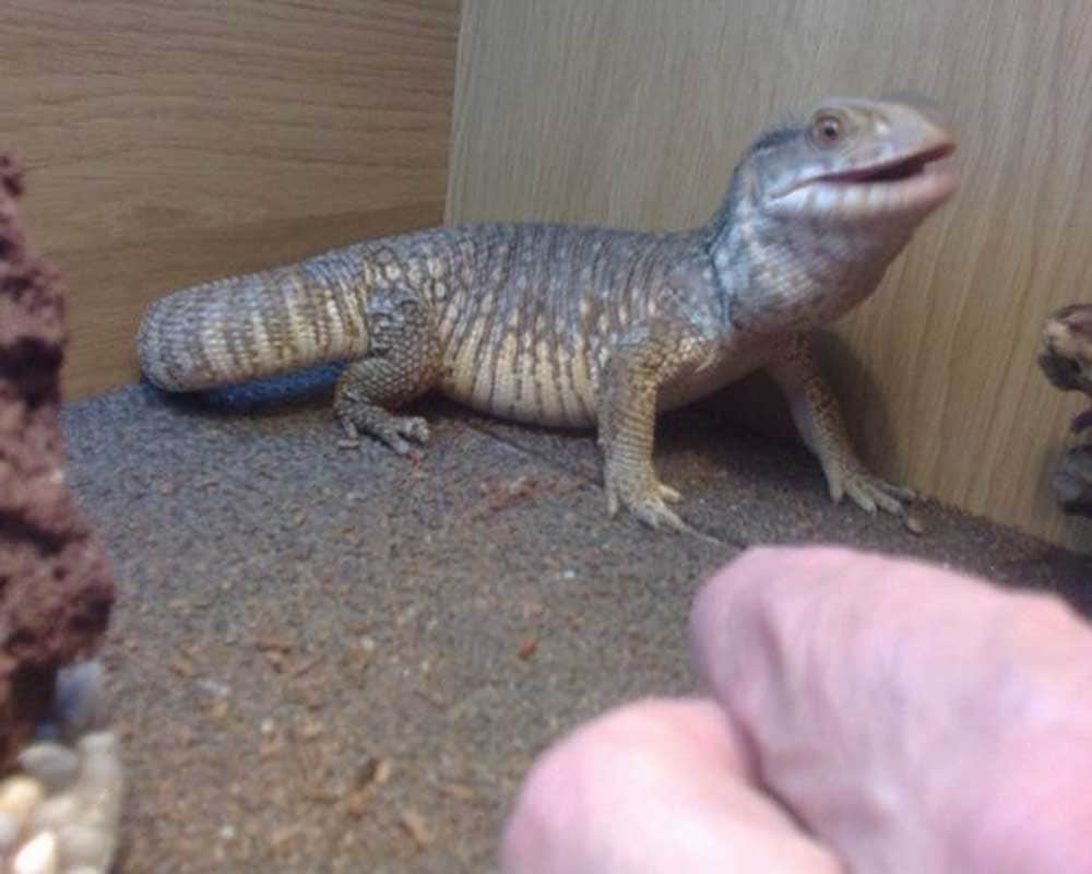 alligator like weird creature iguana lizard found by police in new jersey
