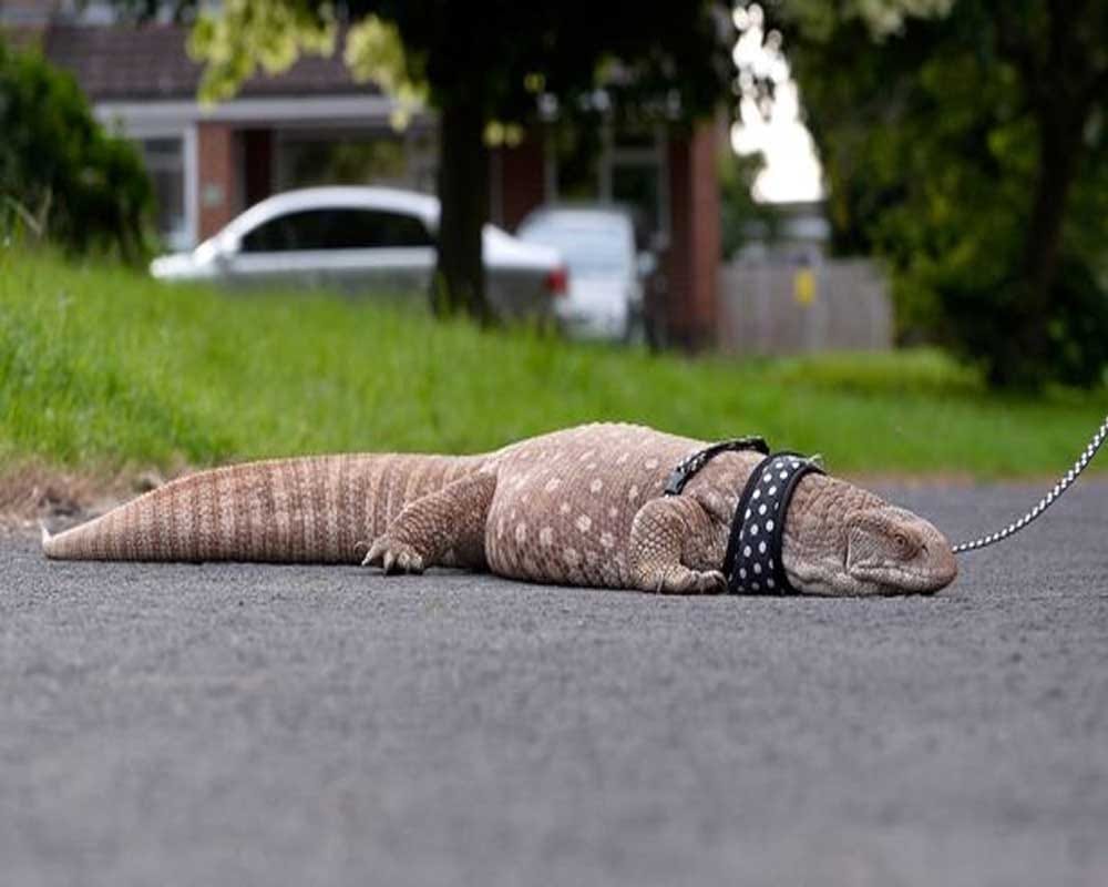 Couple bring their pet lizard for a walk on road