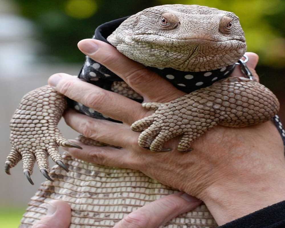Couple bring their pet lizard for a walk on road