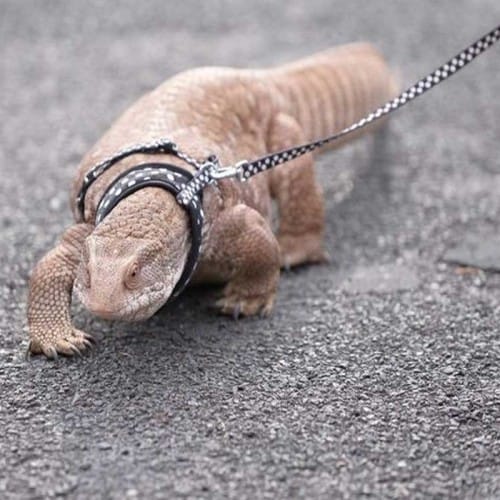 Couple bring their pet lizard for a walk on road