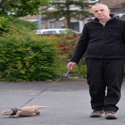 Couple bring their pet lizard for a walk on road