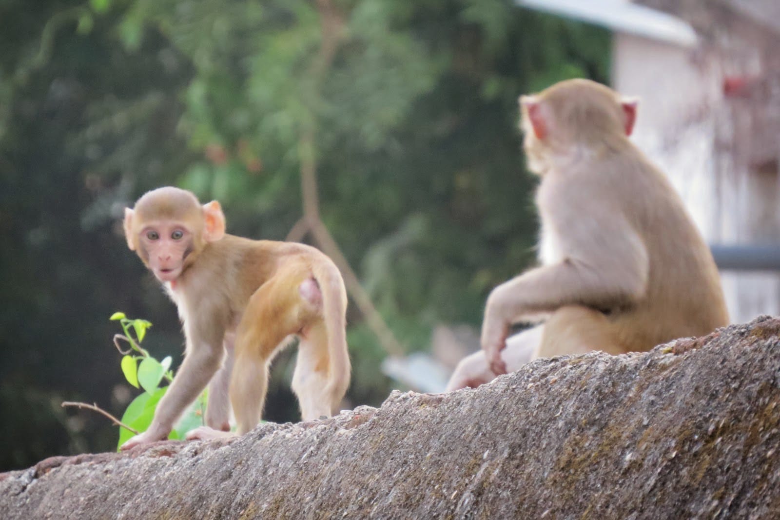 monkey attacked in people uttarakhand hilly area