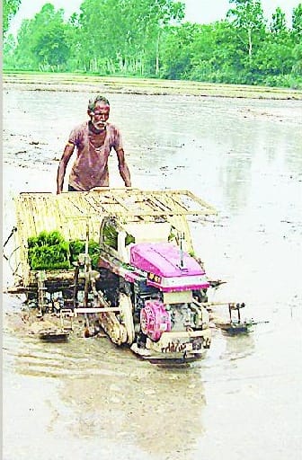Paddy transplanting by machine was demonstrated