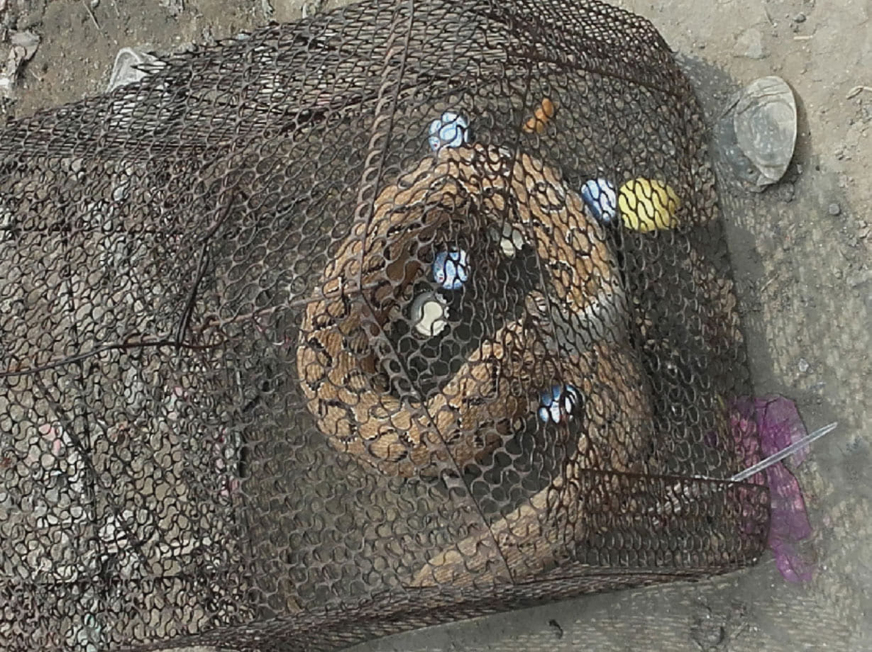 strange snake caught by people