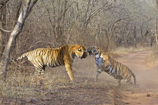  Since January 74 poaching of tigers