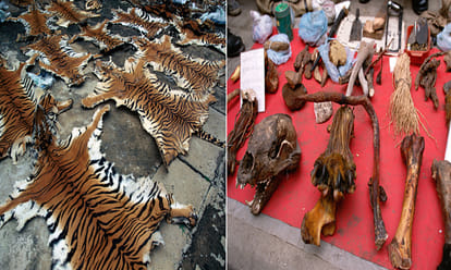 tiger endangered in india and save the Indian tiger information