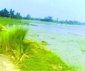 Cut the Daulatpur distributaries track, 300 acres farmland submerged
