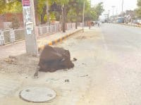 animals, roads, 90 died, people, fatehabad, harayana