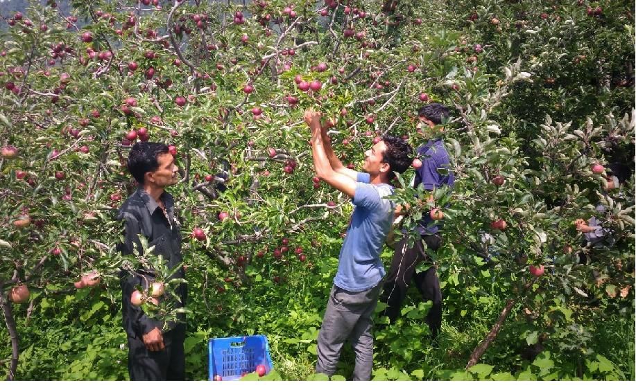 Apple Season Begin Amar Ujala Hindi News Live मंडी जिले में सेब का तुड़ान शुरू