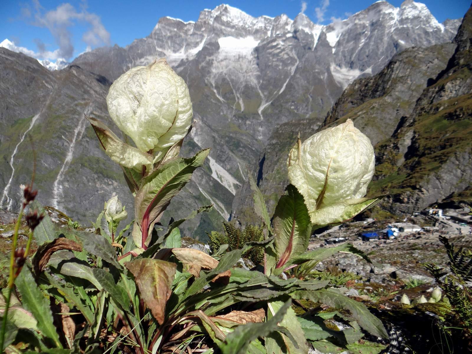 lord brahma lotus grows in valley of flowers