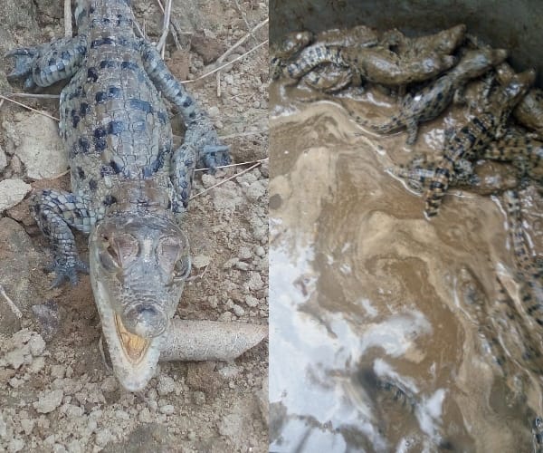 nest of crocodiles in farmer's field in bahraich.