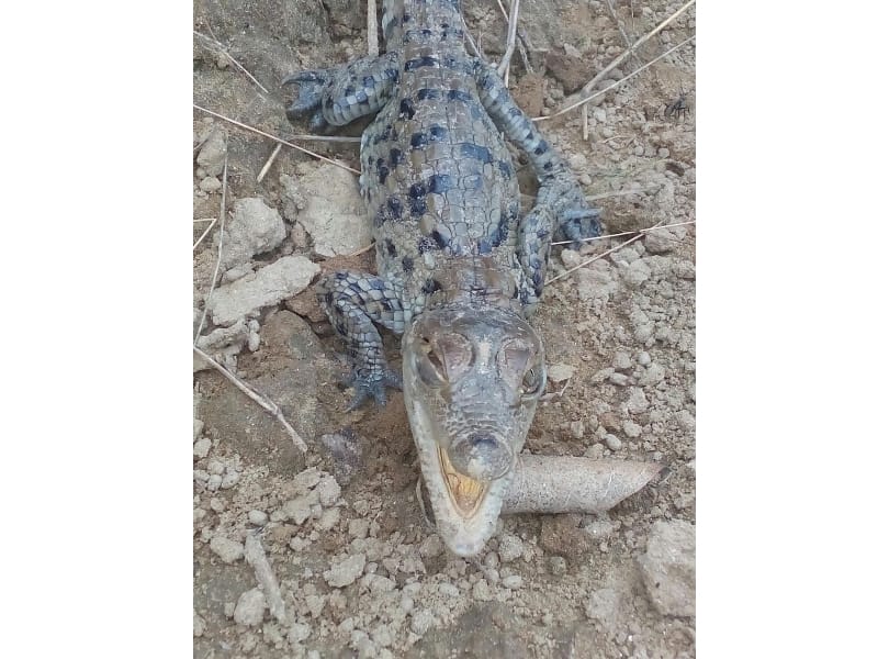 nest of crocodiles in farmer's field in bahraich.