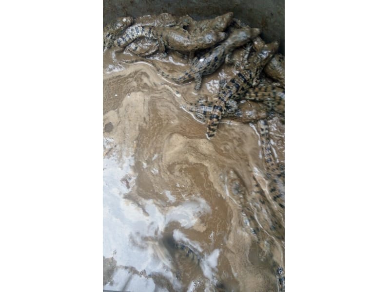 nest of crocodiles in farmer's field in bahraich.