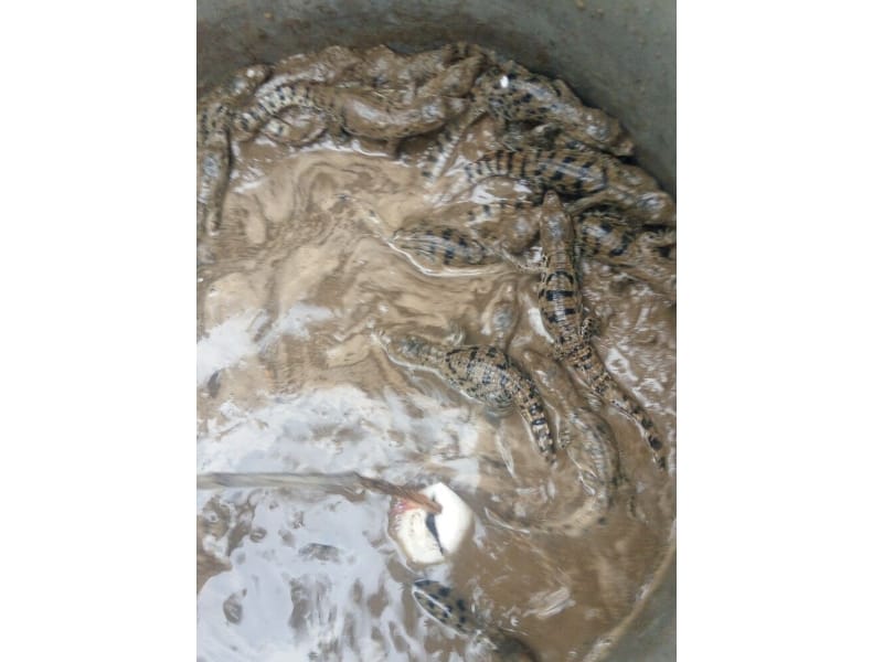 nest of crocodiles in farmer's field in bahraich.