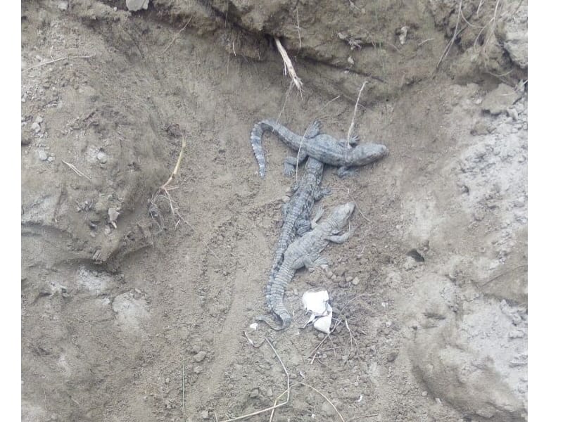 nest of crocodiles in farmer's field in bahraich.