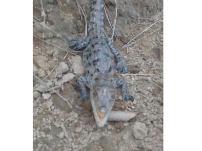 Crocodile show in Jammu and Kashmir for the first time