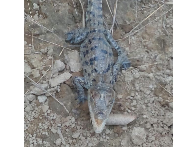 The injured young man herding cattle crocodile attack