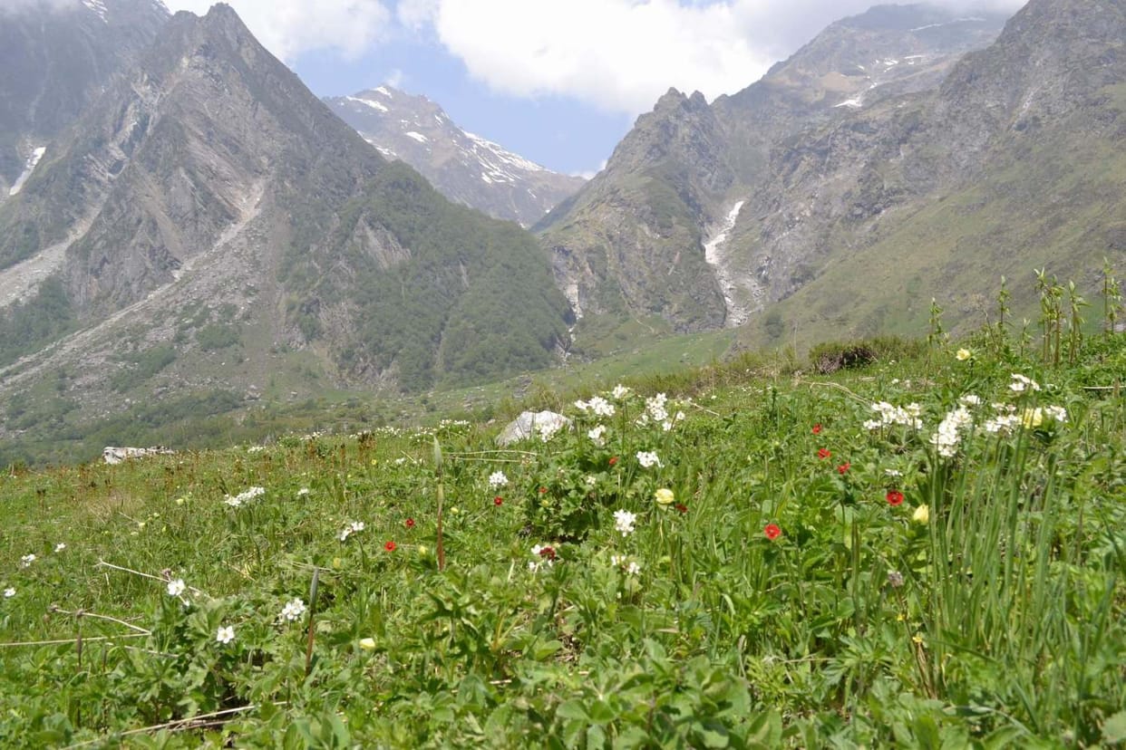 lord brahma lotus grows in valley of flowers