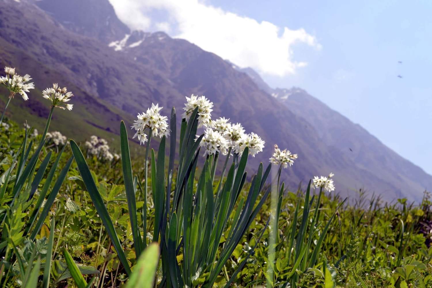 lord brahma lotus grows in valley of flowers