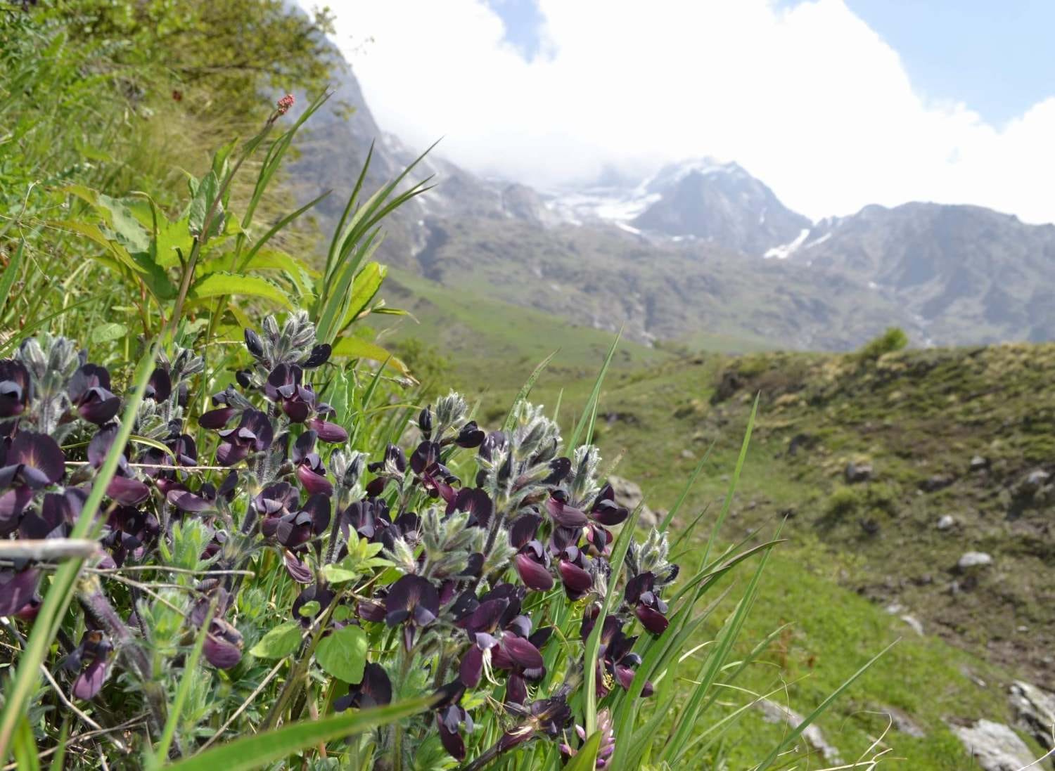 lord brahma lotus grows in valley of flowers