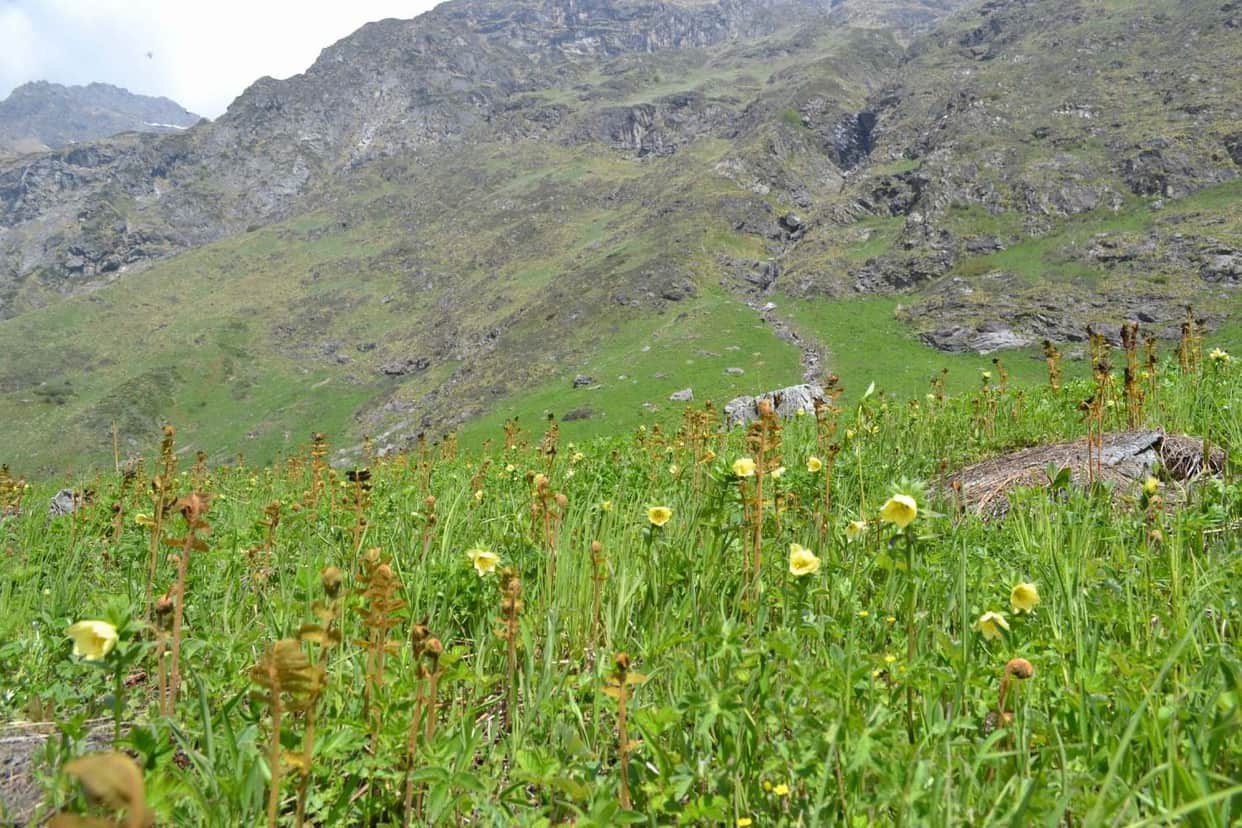 Valley of Flowers very less snowfall in this time effect will be seen on flowers Uttarakhand news in hindi