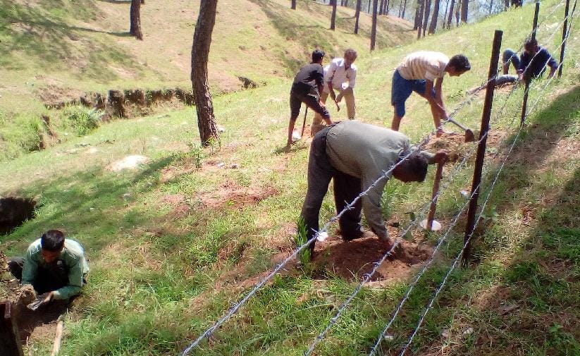 Plantation in Ranikhet