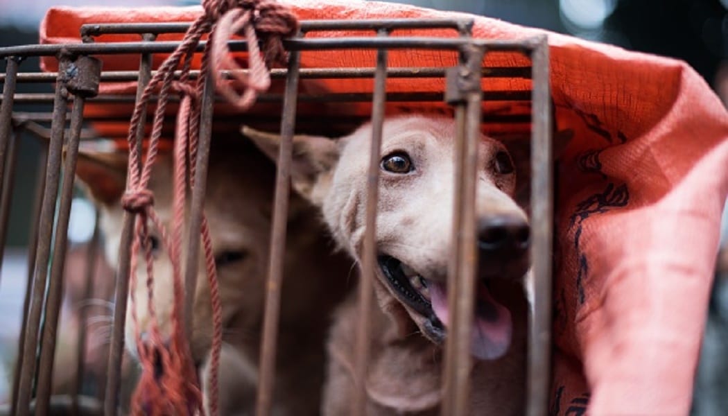 22 sentenced in China for selling tainted dog meat