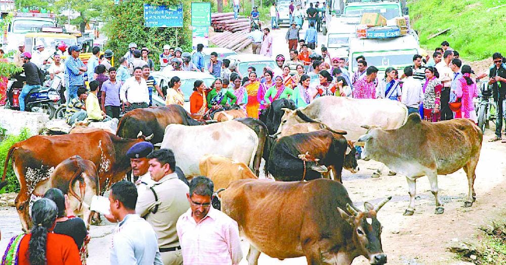 dc meeting, animal fair, animal fair again begin, ban remove, fatehabad