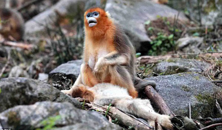 mother monkey don't want to leave her baby's dead body