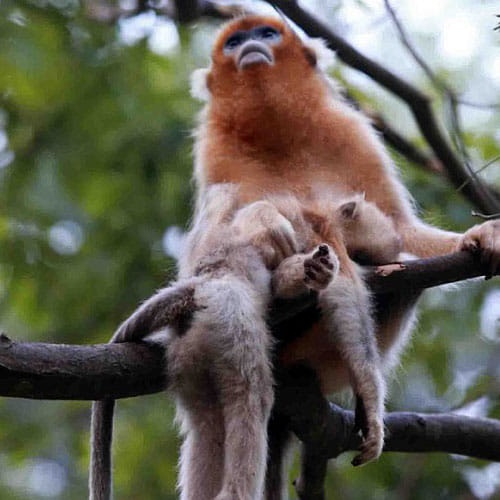 mother monkey don't want to leave her baby's dead body