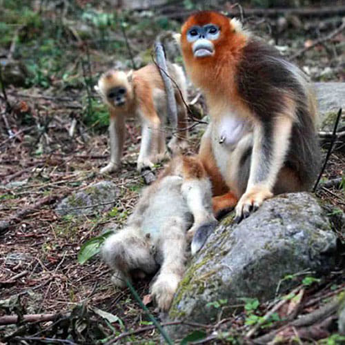 mother monkey don't want to leave her baby's dead body