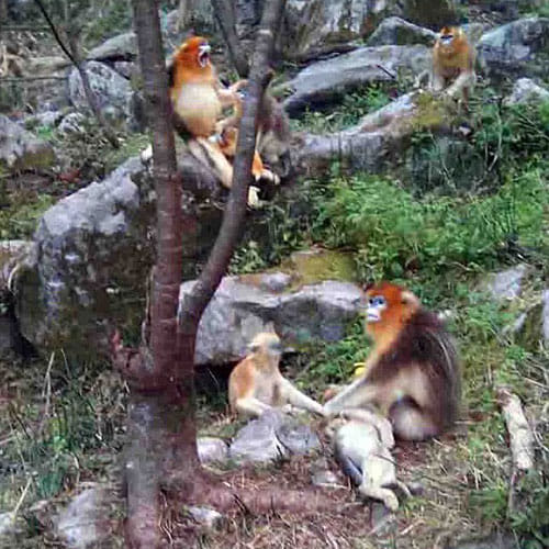 mother monkey don't want to leave her baby's dead body