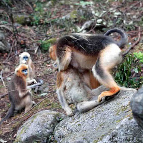 mother monkey don't want to leave her baby's dead body