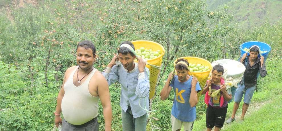 bartlett pear rates are double in this season