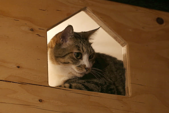 Man dies from septic shock after a bite on the thumb from his pet cat