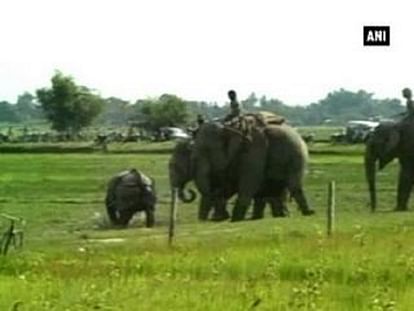Elephants roped in to drive away rhino from village