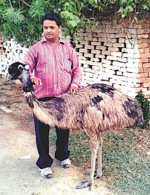 Ostrich in the township of Junsi show