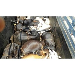 cow,truck,rewari,crime,police