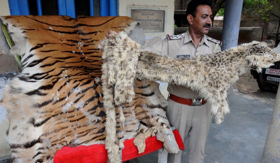  Smuggler arrested with leopard skins