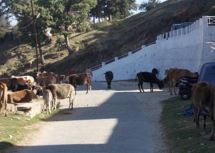 Unclaimed animals trouble