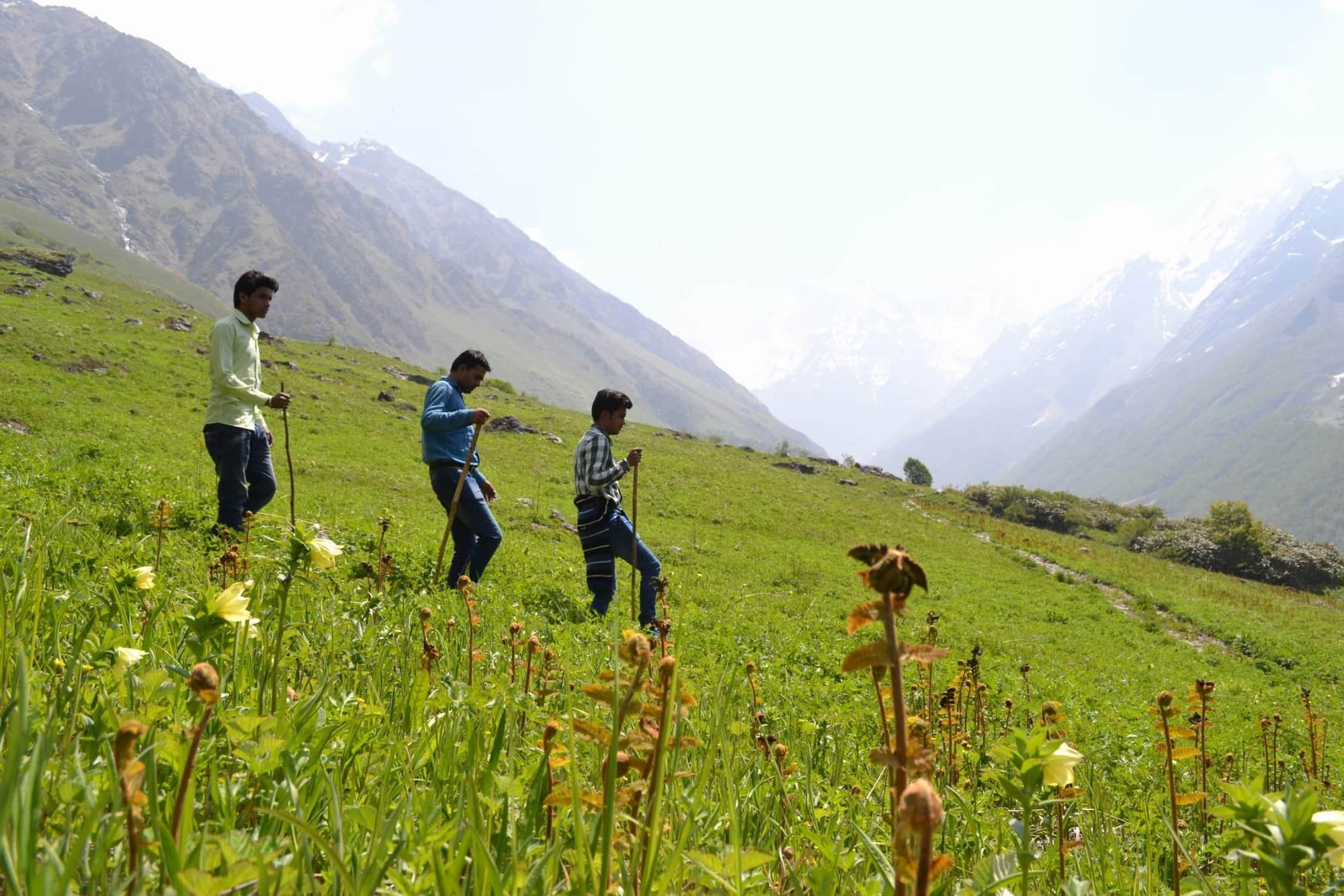 Valley of Flowers very less snowfall in this time effect will be seen on flowers Uttarakhand news in hindi